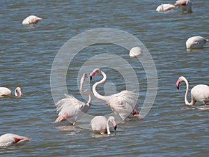 Couple of Pink Flamingo fighting