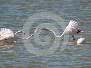 Couple of Pink Flamingo fighting