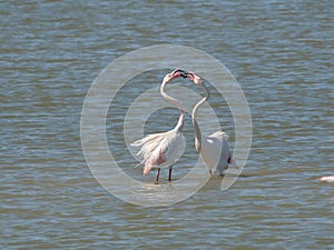 Couple of Pink Flamingo fighting