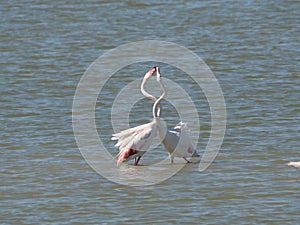 Couple of Pink Flamingo fighting