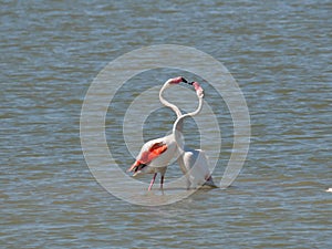 Couple of Pink Flamingo fighting