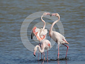 Couple of Pink Flamingo fighting