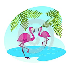 Couple of Pink Flamingo Stand on Water Surface