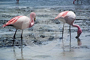 A couple of pink flamingos feed themselves on the surface of salina lake - Laguna Hedionda photo