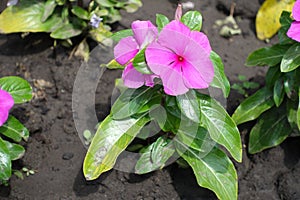 Couple of pink flowers of Catharanthus roseus