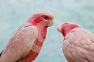 A couple of pink galah cockatoos eolophus roseicapilla starting to kiss