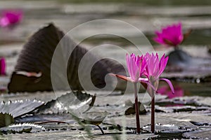 Pink Water lily on a lake - Tranquil scene