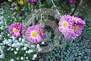 Couple of pink and white flowers of semidouble Chrysanthemums photo