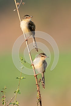 A couple of Plain Prinia perching on a tree stem