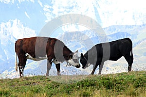 A couple of playing cows in the Swiss mountains