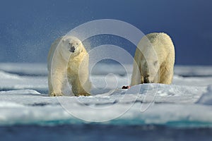 Couple of polar bear on drift ice with snow on Arctic Svalbard