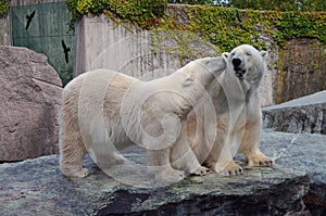 Couple of polar bears in love