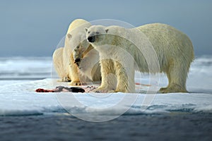 Couple of polar bears tearing hunted bloody seal skeleton in Arctic Svalbard