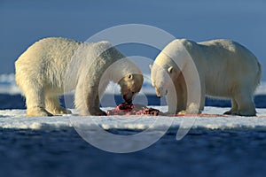 Couple of polar bears tearing hunted bloody seal skeleton in Arctic Svalbard