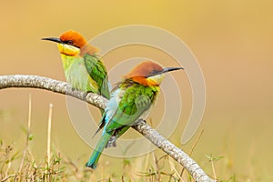 Couple of Portrait Chestnut-headed Bee-eater