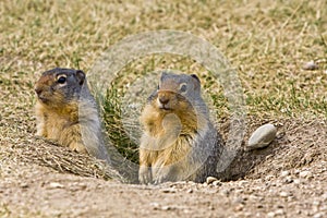 Couple of Prairie Dogs