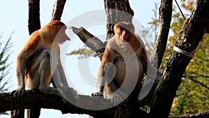 Couple of proboscis monkeys