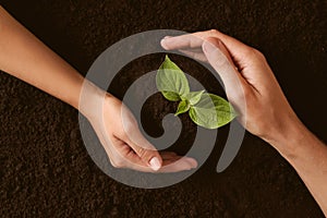 Couple protecting young seedling in soil, top view. Planting tree