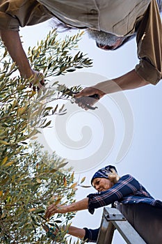 Couple pruning olive tree in farm
