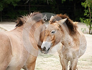 De caballos besar 