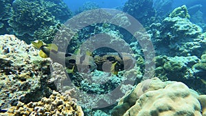 Couple of puffers swim in beautiful tropical coral reef in Surin Island, Phang nga, Thailand