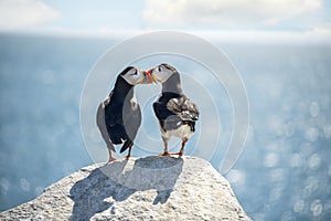 A couple of puffin birds in love on a rock against the backdrop of a sparkling ocean.