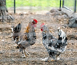 Couple of pugnacious aggressive red cocks in a chicken coop