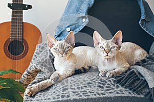 Couple of pure breed Devon Rex cats