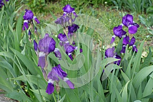 Couple of purple flowers of common bearded irises