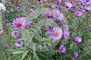 Couple of purple flowers of New England asters photo
