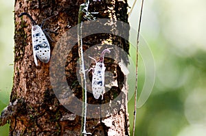 A couple of Pyrops candelaria resting on the tree