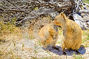 Couple of Quokka