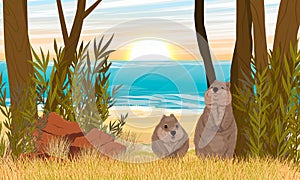 A couple of quokkas on the shore of the ocean. Sandy coast with dry grass and red stones. Short-tailed scrub wallaby Setonix brach