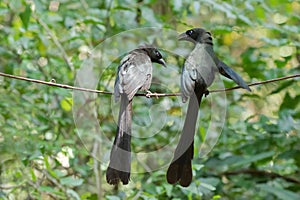 A couple of Racket-tailed treepie bird in black having conversation perching on vine in forest