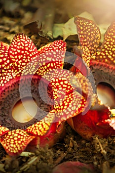 Couple Rafflesia flowers are in bloom on forest ground