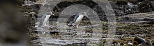 A couple of the rare endangered yellow-eyed penguin, also called hoiho, heading out to the sea, over the petrified forest of Curio