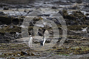 A couple of the rare endangered yellow-eyed penguin, also called hoiho, heading out to the sea, over the petrified forest of Curio