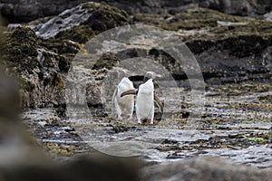 A couple of the rare endangered yellow-eyed penguin, also called hoiho, heading out to the sea, over the petrified forest of Curio