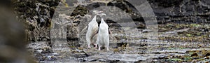 A couple of the rare endangered yellow-eyed penguin, also called hoiho, heading out to the sea, over the petrified forest of Curio