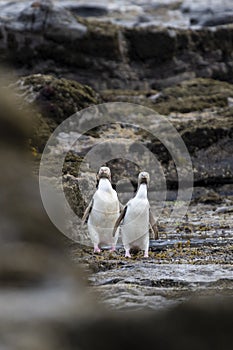 A couple of the rare endangered yellow-eyed penguin, also called hoiho, heading out to the sea, over the petrified forest of Curio