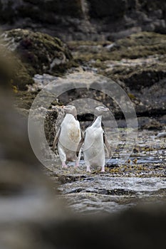 A couple of the rare endangered yellow-eyed penguin, also called hoiho, heading out to the sea, over the petrified forest of Curio