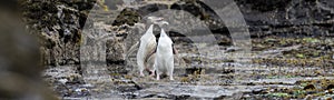 A couple of the rare endangered yellow-eyed penguin, also called hoiho, heading out to the sea, over the petrified forest of Curio photo