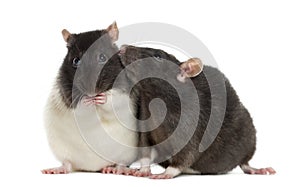 Couple of rats sitting and sniffing photo