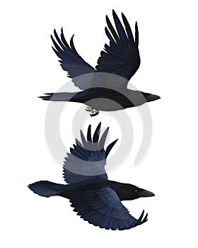 Couple of realistic ravens flying. Vector illustration of smart birds Corvus Corax in hand drawn realistic style