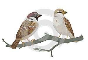 Couple of realistic sparrows sitting on branch. Vector illustration of little birds sparrows in hand drawn realistic