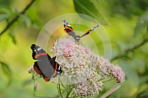 Couple of red admiral butterflies on a holy rope boneset flower