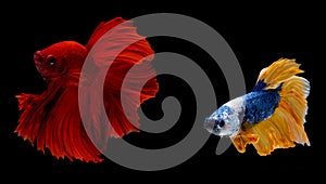 Couple of red and blue yellow betta fish, Siamese fighting fish was isolated on black background with action of aggressive