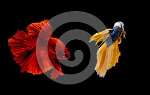 Couple of red and blue yellow betta fish, Siamese fighting fish was isolated on black background. Fish also action of turn head in