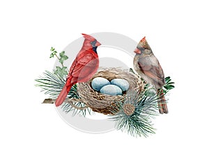 Couple of red cardinal birds on the nest in the pine branch. Watercolor illustration. Red cardinals on the nest with egg