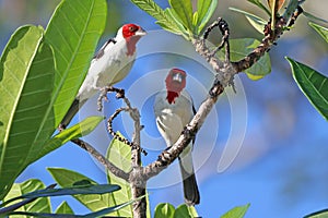 couple of Red-cowled Cardinal (Paroaria dominicana), perched in the middle of the vegetation